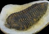 Rare, Calymenid (Pradoella) Trilobite - Jbel Kissane, Morocco #131341-3